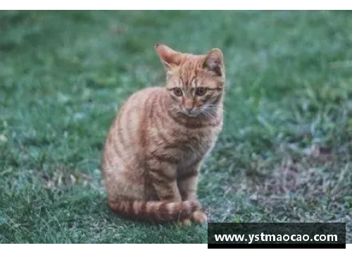 冷门却很高级的猫名字？(冷门却很高级公司名字？)